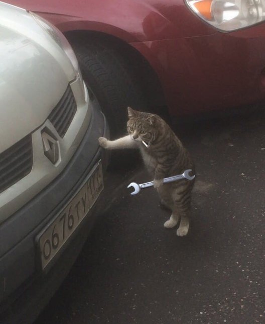 Cat Smoking