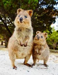 Quokka 4